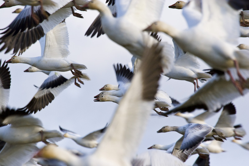 Snow Goose Flock In Flight